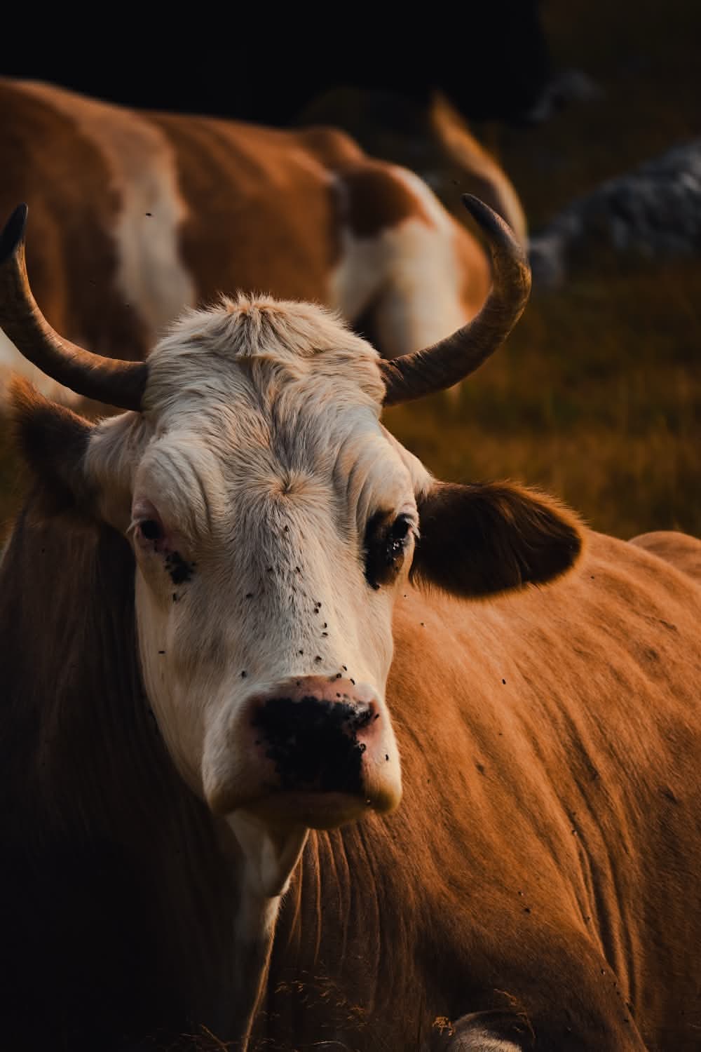 Pogled iz vazduha na vijugavu cestu